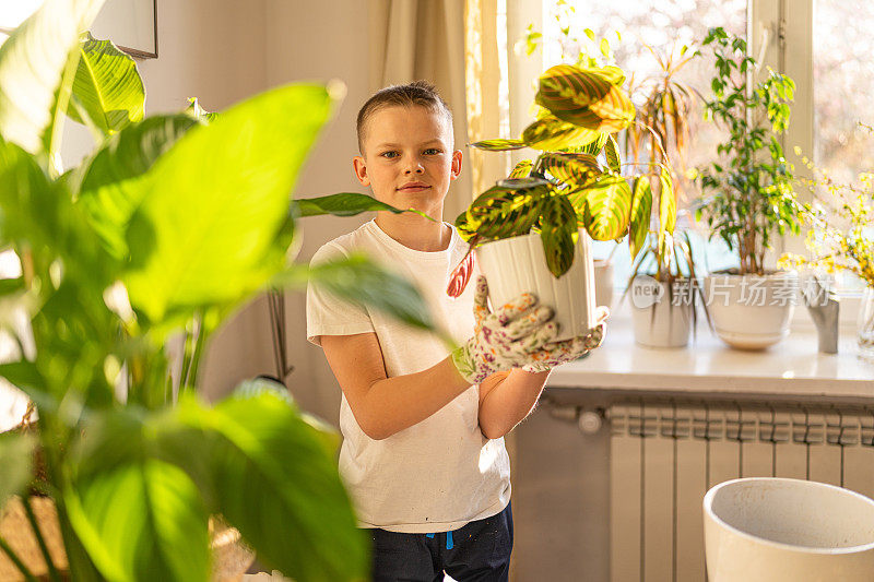 室内园艺。少年重新种植盆花。