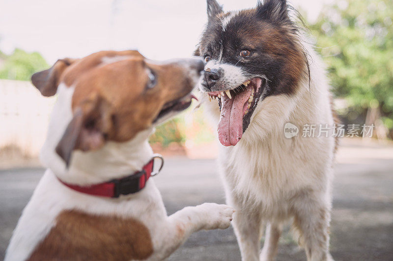 年轻顽皮的狗咆哮散步和玩好玩的杰克罗素梗宠物和侵略性的曼谷狗在室外花园在房子