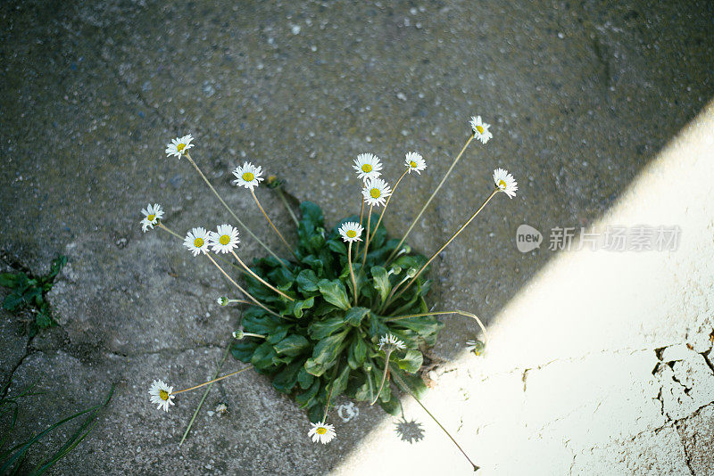 一群雏菊――百合花