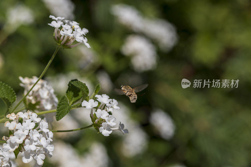 蜜蜂飞接近白色的马缨丹花