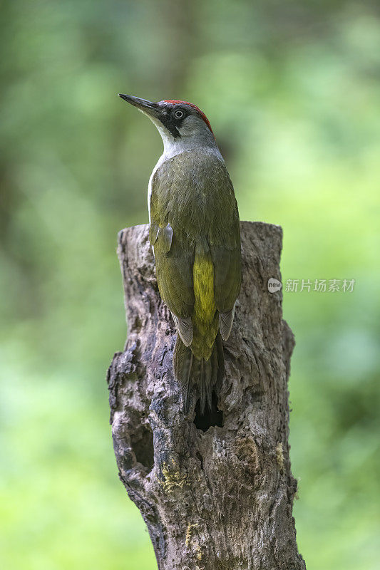 雌欧洲绿啄木鸟
