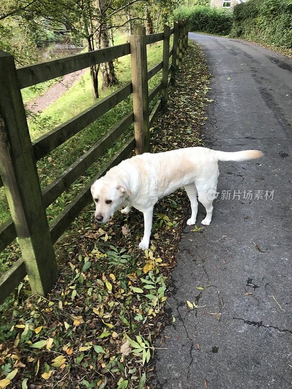 英国运河上的拉布拉多寻回犬