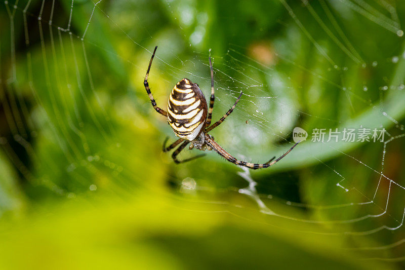 在草地上的蜘蛛网上的黄蜂蜘蛛