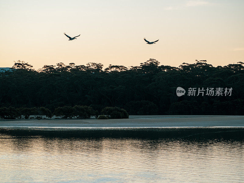 日落天空中飞翔的鹈鹕