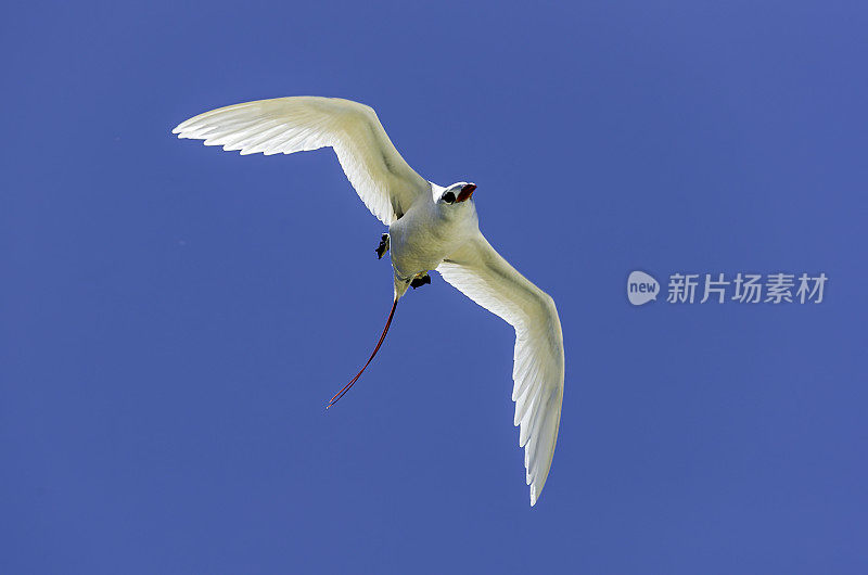 红尾热带鸟，红尾热带鸟。它是最稀有的热带鸟类，但仍然是一种广泛存在的鸟类，不认为受到威胁。Papahānaumokuākea海洋国家纪念碑，中途岛，中途岛环礁，夏威夷群岛