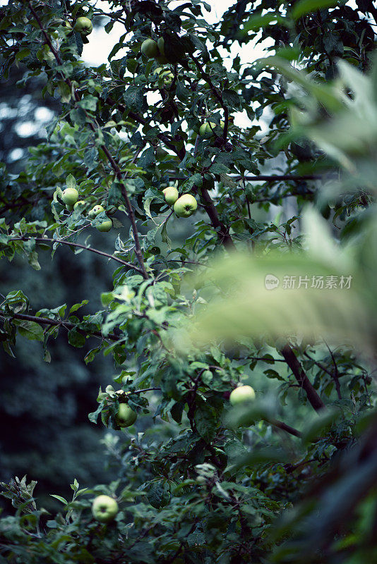 野生苹果树-山楂-蔷薇科