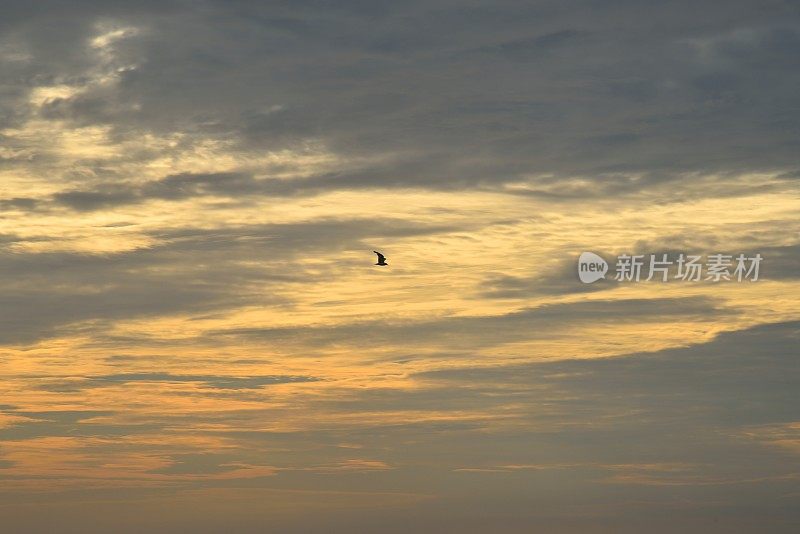 阿萨提格:黎明天空和海鸥