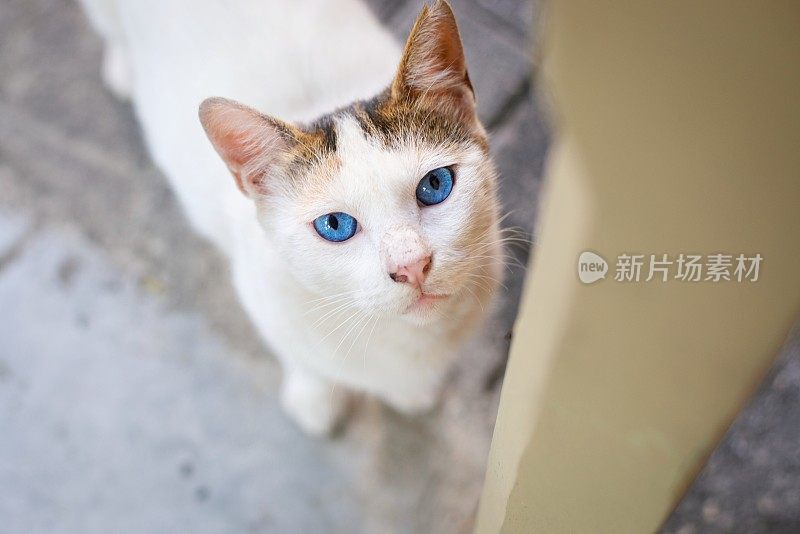 蓝眼睛的猫直视着摄像机