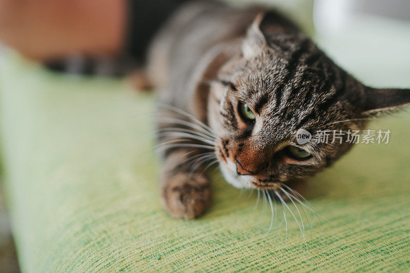 男人在家里和猫玩