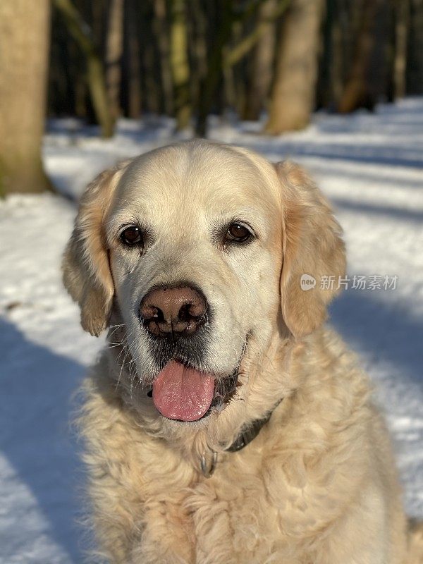 雪中的金毛寻回犬