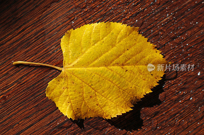 枯黄的树叶在秋雨过后的棕色书桌上