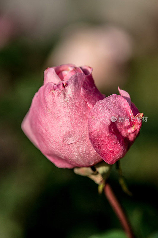 秋天花园里枯萎的粉红玫瑰