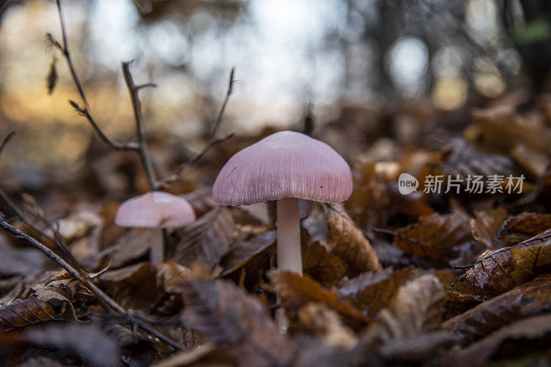 森林中的小蘑菇-大自然的果实