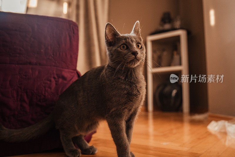 好奇的俄罗斯蓝猫在客厅玩