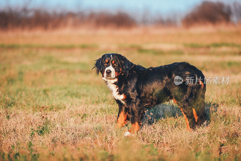 伯尔尼兹山犬