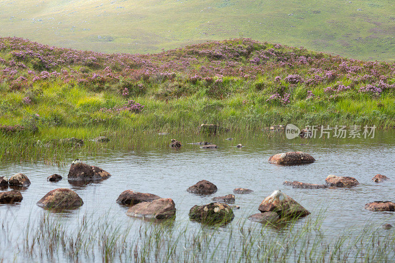 兰诺奇沼泽，苏格兰高地，特写