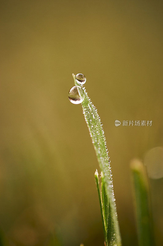 草地上的晨露