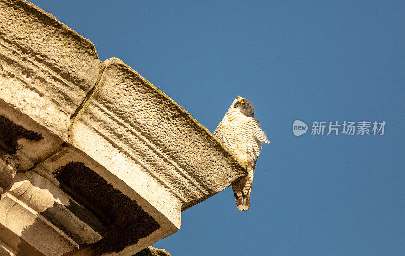 一只游隼凝视着天空