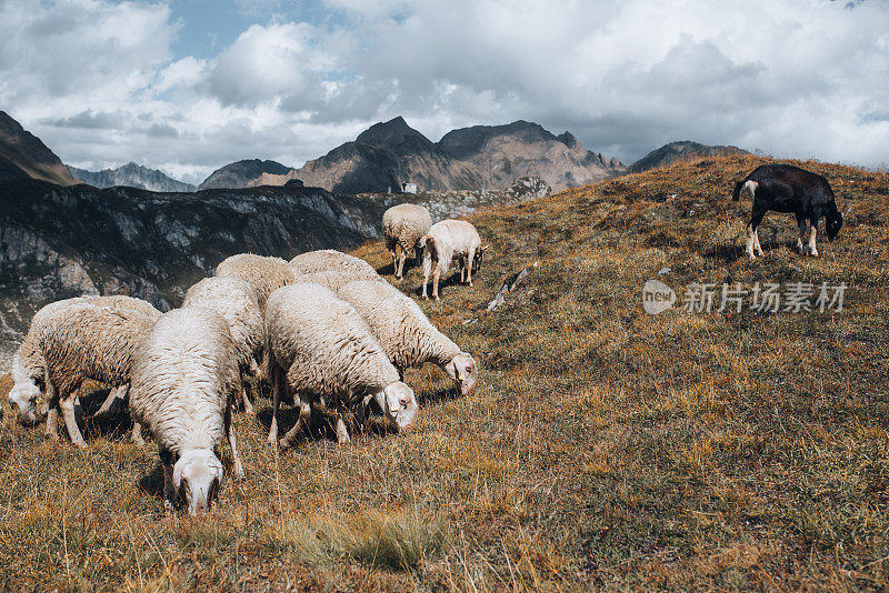 山:绵羊和山羊在山上吃草