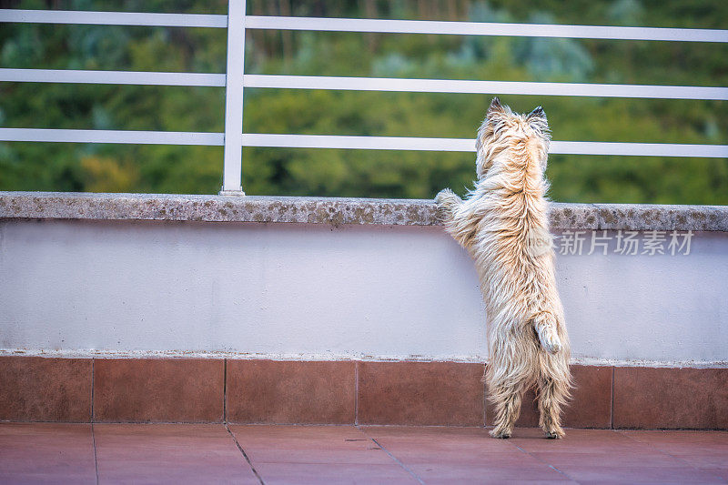 阳台上好奇的看客狗