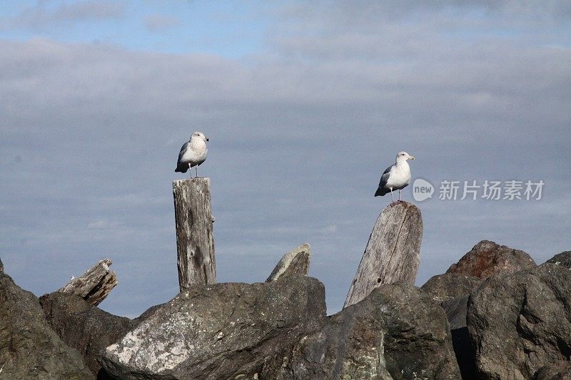 两只海鸥在休息