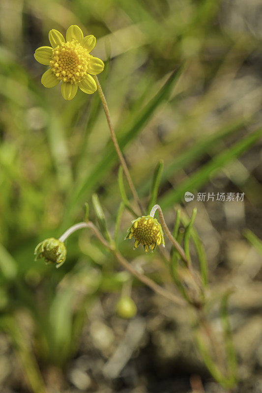 拉丝菊，针金矿或普通金矿。它属于向日葵科菊科的Lasthenia属。甜面包岭州立公园;加州索诺玛县的马亚卡玛斯山脉。