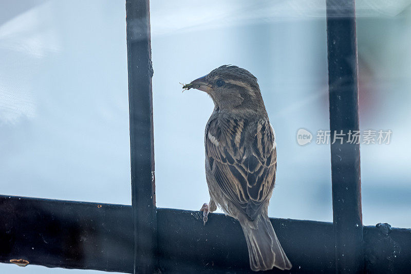 阳台上麻雀捕虫-阳台上冠状病毒检疫期照片