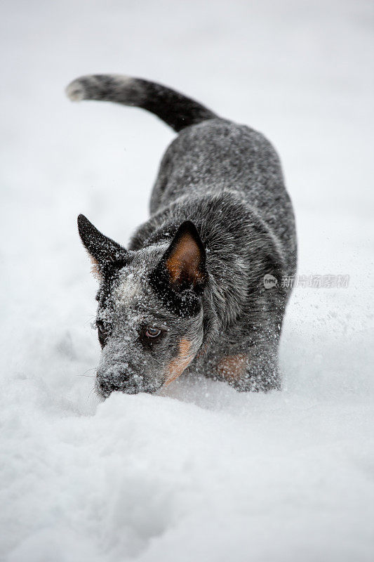 冬天，澳大利亚的希勒犬在户外活跃地玩耍。这只小狗对冬天在雪堆里找东西感兴趣。
