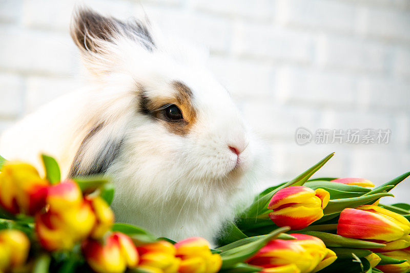 一个白色的兔子与棕色的耳朵坐在郁金香的特写。