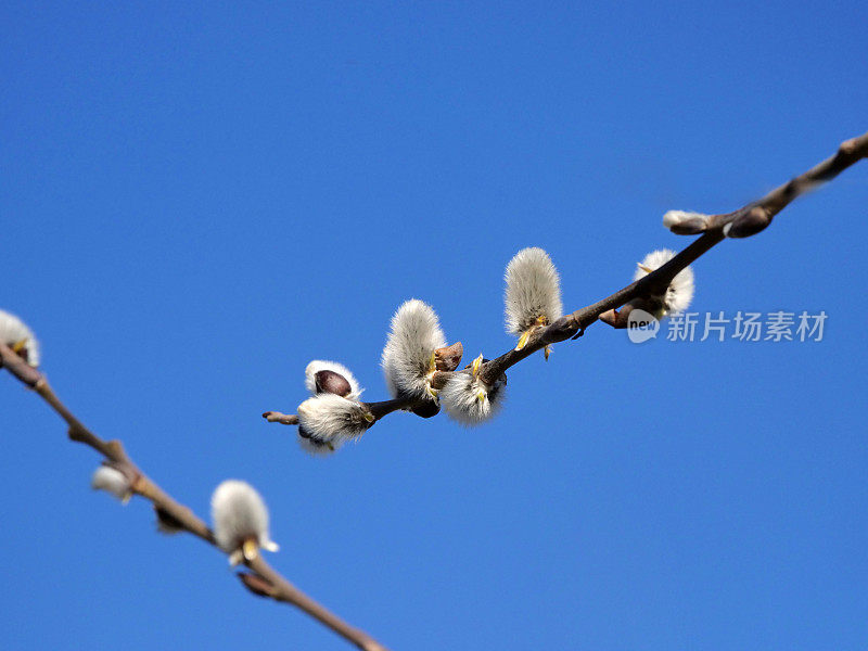 猫咪柳枝蓝天背景和复制空间