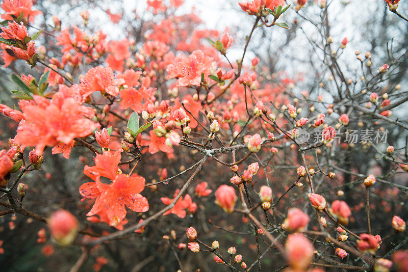 红色的杜鹃花花