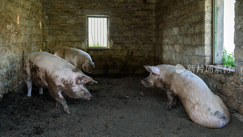 传统乡村猪圈里的三只小猪