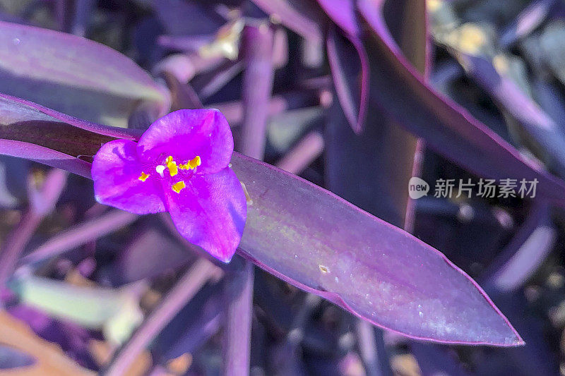 紫心勋章的花