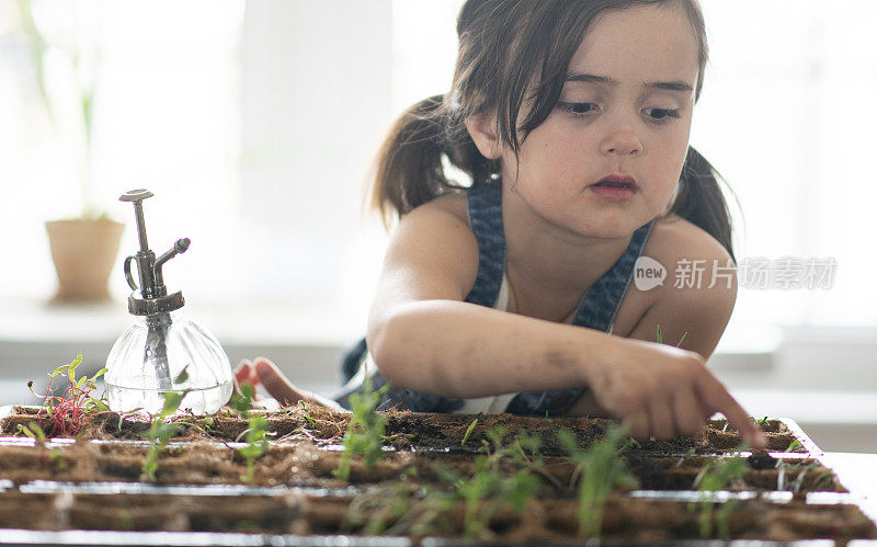 小女孩在数她室内花园里的植物