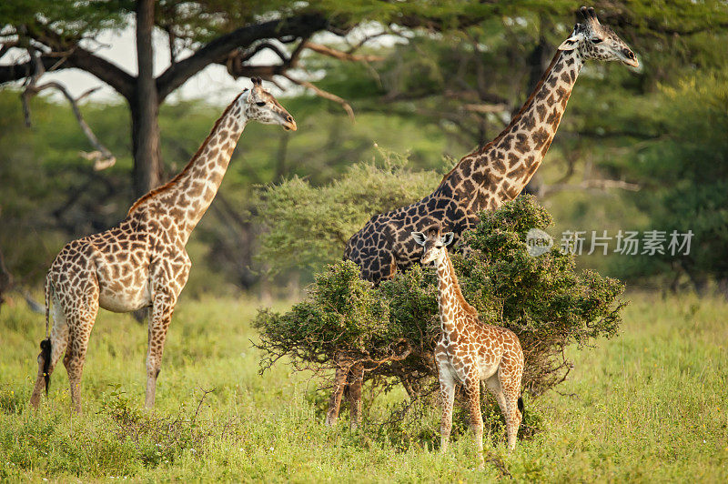 坦桑尼亚塞卢斯的绿色灌木丛中的长颈鹿家族