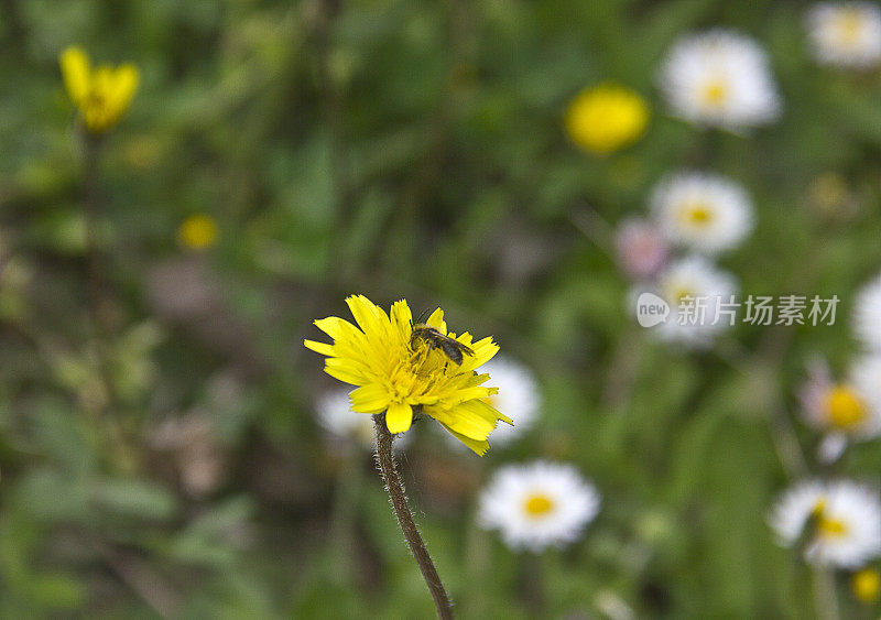 大黄蜂在黄雏菊上