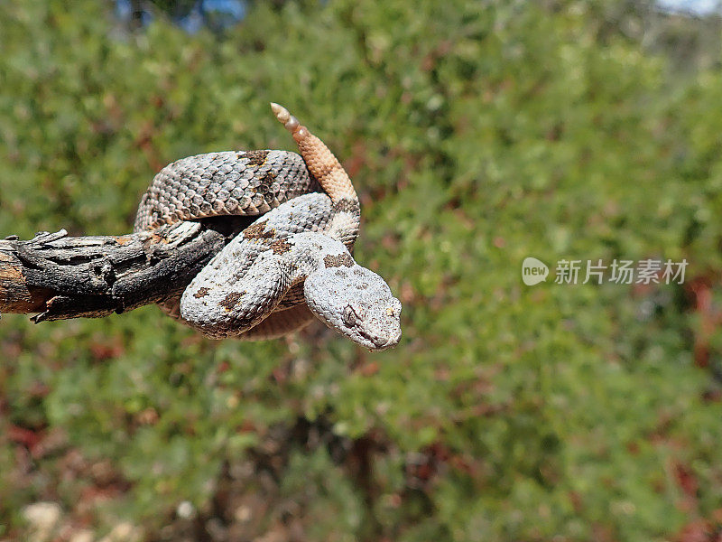 带状岩石响尾蛇