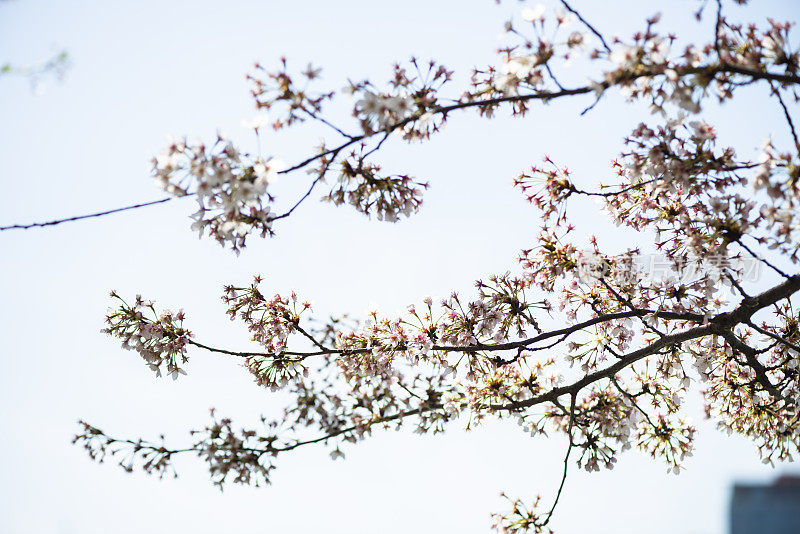 樱花樱花