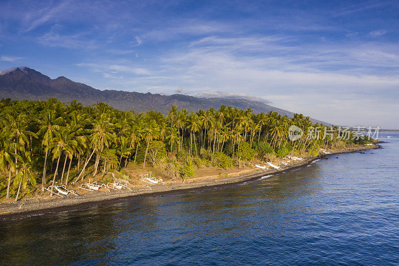 巴厘岛北部海岸线的椰子树