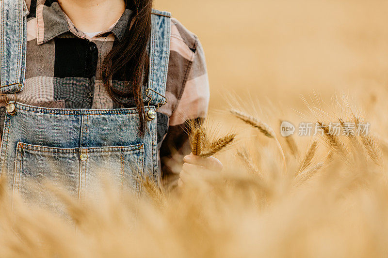 在农田里检查小麦作物的妇女