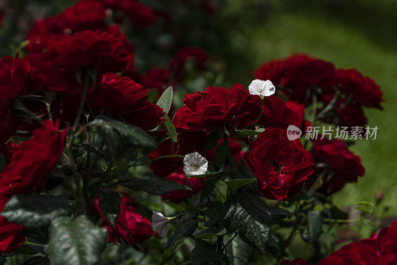 苍蝇的背景放在白花的上面，白花在红玫瑰中绽放