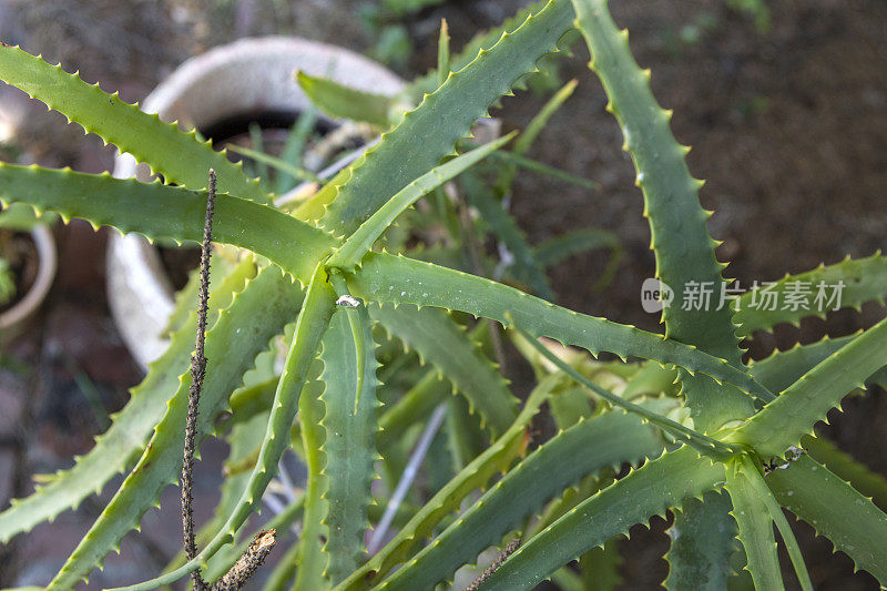 芦荟植物