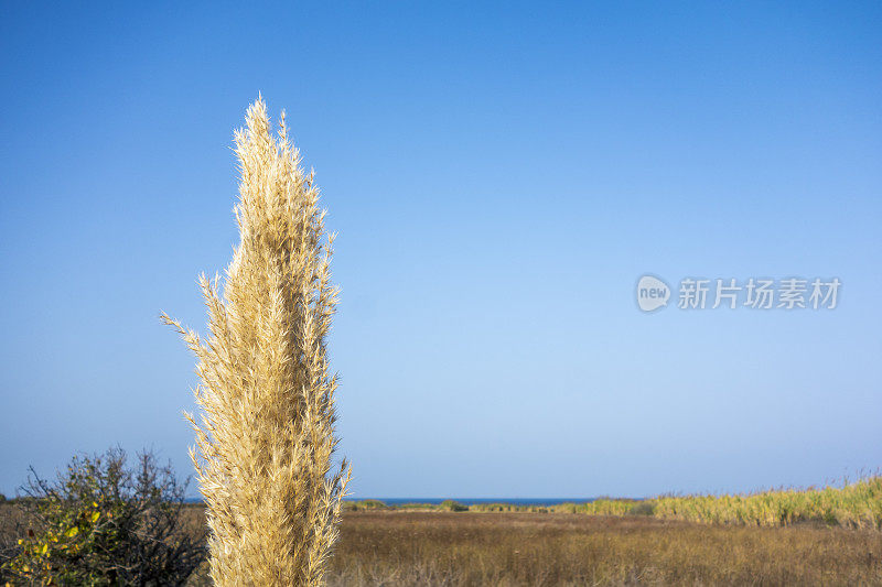 芦苇和天空