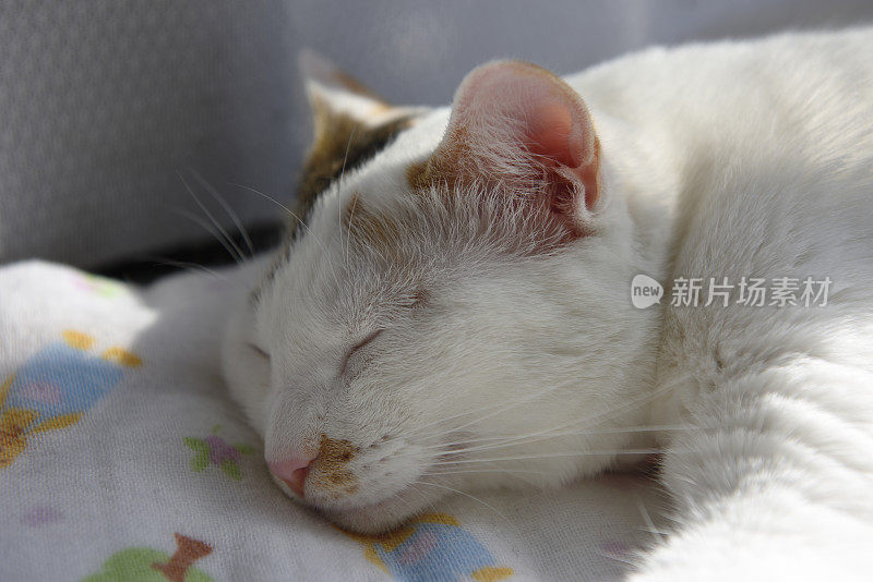 特写的睡觉猫在飘窗与阳光