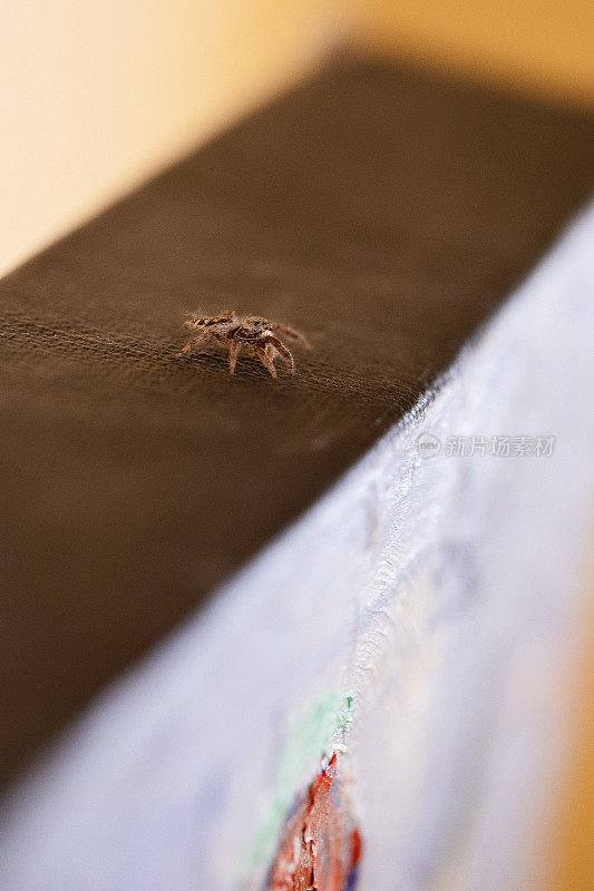 一个跳跃的蜘蛛的特写镜头