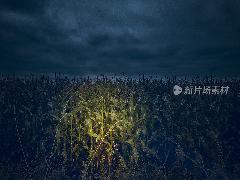 夜间玉米作物