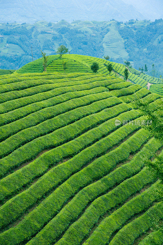 鸟瞰山上的茶园