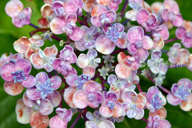 粉色和紫色的“爆米花”绣球花特写