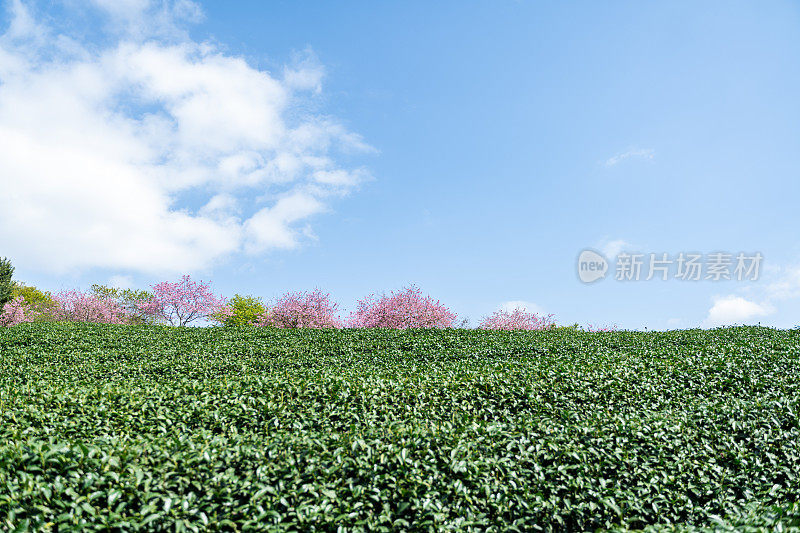 樱花有机茶园