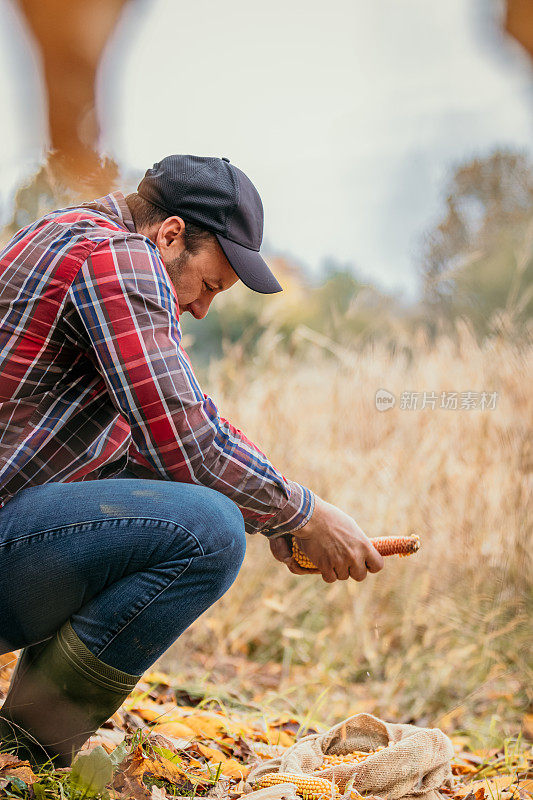 特写镜头:跪在草地上，农民用手从玉米芯上取下玉米粒
